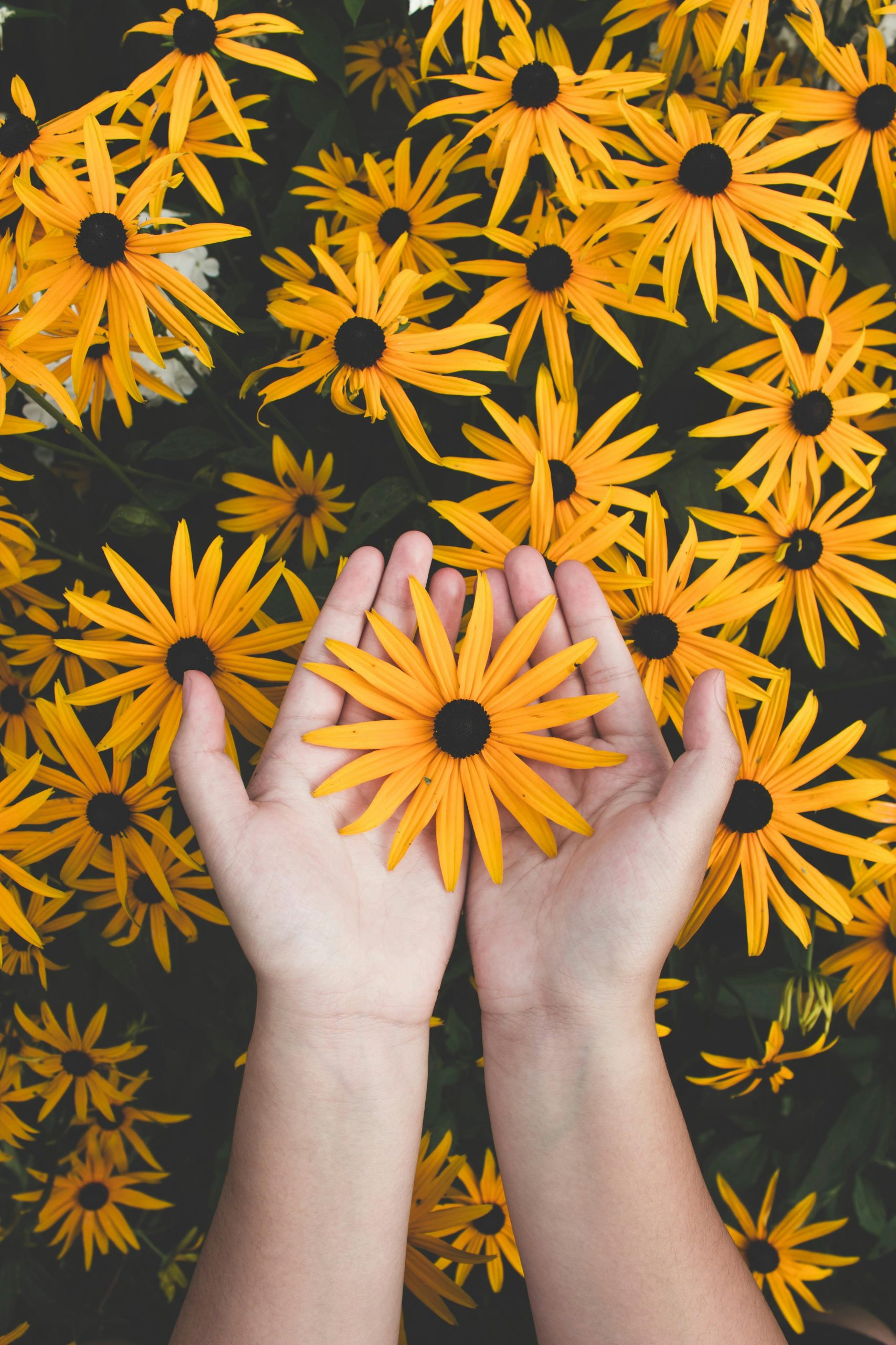 Close-up of hands holding vibrant yellow daisies, showcasing natural beauty and floral pattern.